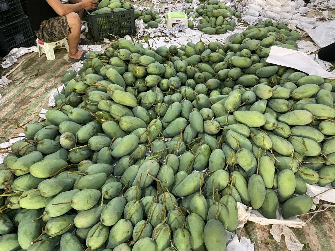 Натуральные фрукты свежие манго лучшее качество вьетнамские оптовая продажа