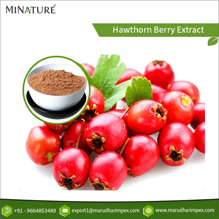 100% Pure Finest Quality Natural Hawthorn Berry Fruit Herbal Extract Powder from Wholesale Supplier