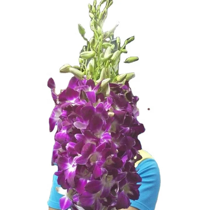 
Sonia Dendrobium Orchid 