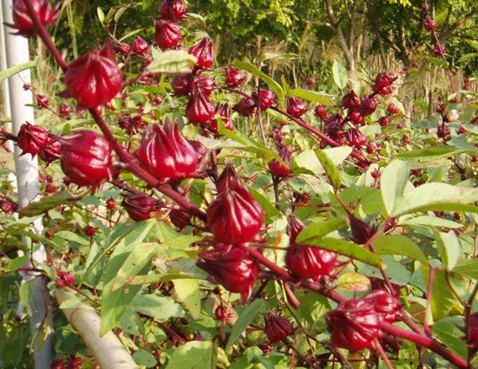 Roselle Tea Dried Herbal Hibiscus Flower Natural Pure Organic Healthy Drink Premium Quality from Thailand for 100% Export