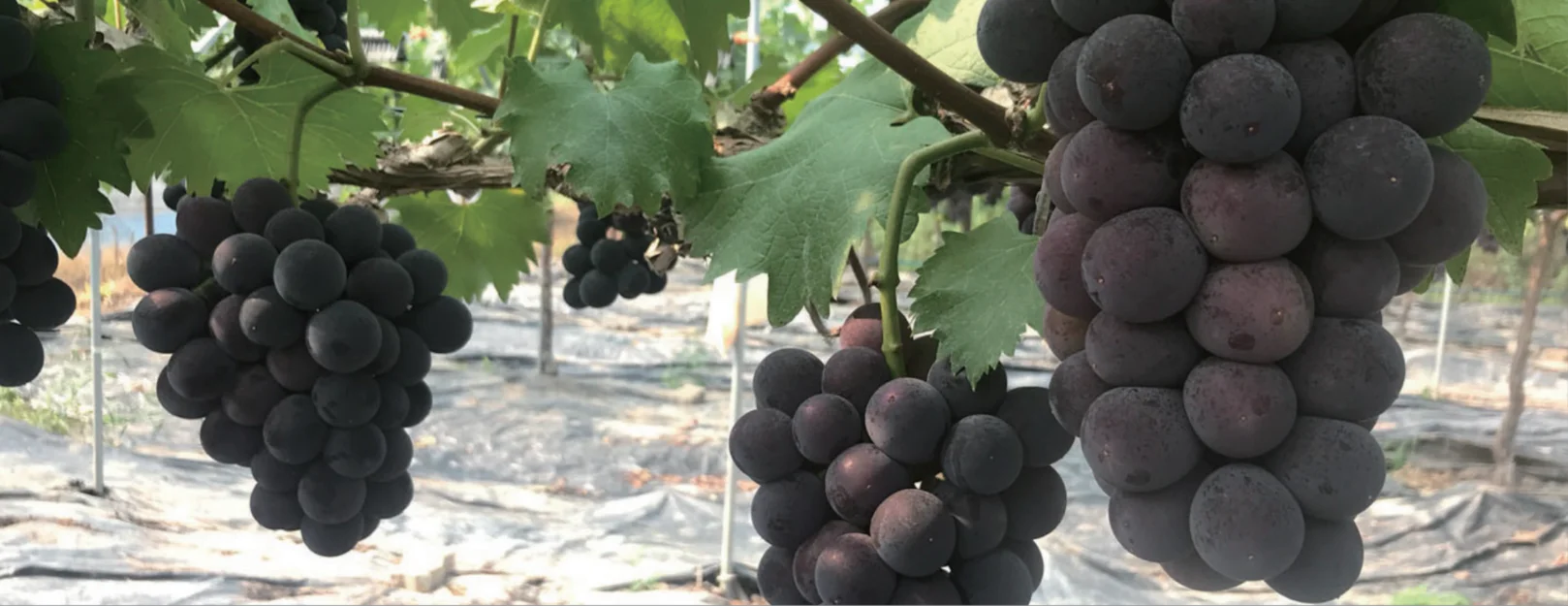  Свежий натуральный зеленый виноград Muscat с большим количеством витаминов выращиваемых в Корее провинция Гённам