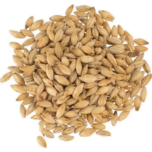 Bulk Malted Barley, Barley Grain Ready For Export!!