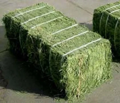 Alfalfa Hay / Timothy Alfalfa Hay / Rhode Hay Premium from USA best price