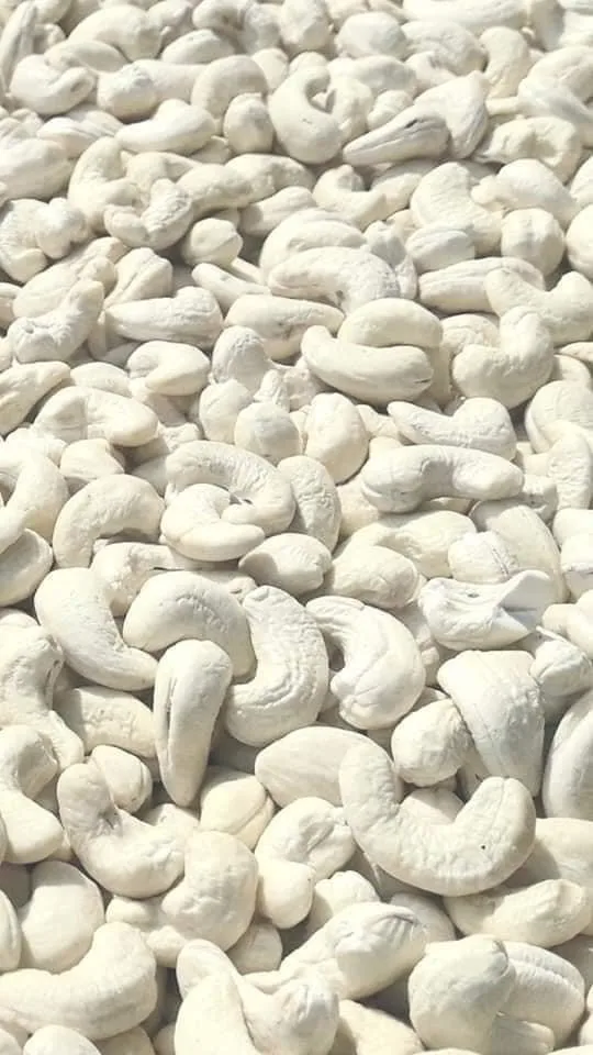 
Cheap cashew nut dried cashew nuts Cashew nuts kernels w240 w320 w450 