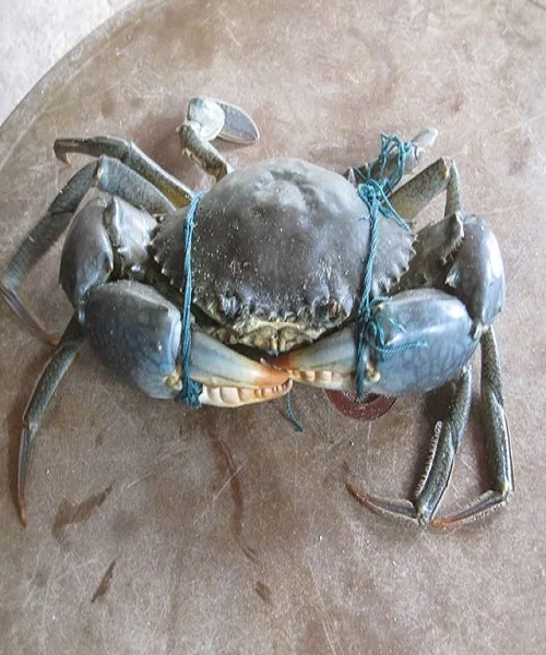 High Quality High Grade Live Whole Frozen Fresh Chilled Blue Swimming Crabs for Sale in Bulk/Retail