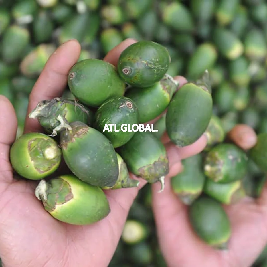 ATL GLOBAL - YOUNG PALM NUT WITH HIGH QUALITY FROM VIETNAM ( Whatsapp: +84975262928, Helen)