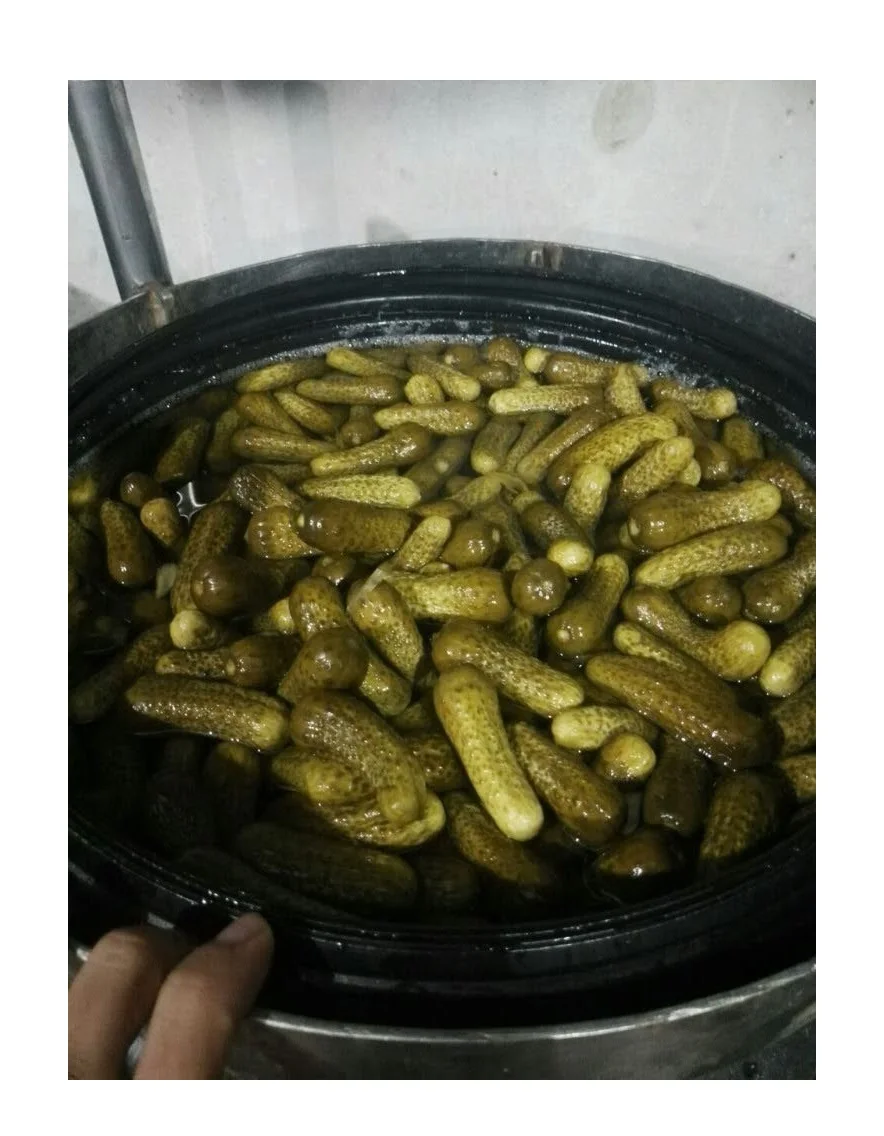 Salted Gherkin Pickles Fresh Cucumber Preserved Vegetable in Vinegar Canned Pickles at Low Price - Ms Caryln 0084935825297