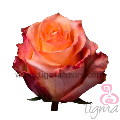 Эквадор Роза TWILIGTH свежий натуральный цветок длинный стебель резка розы для оптовой продажи и свадьбы от Tigma