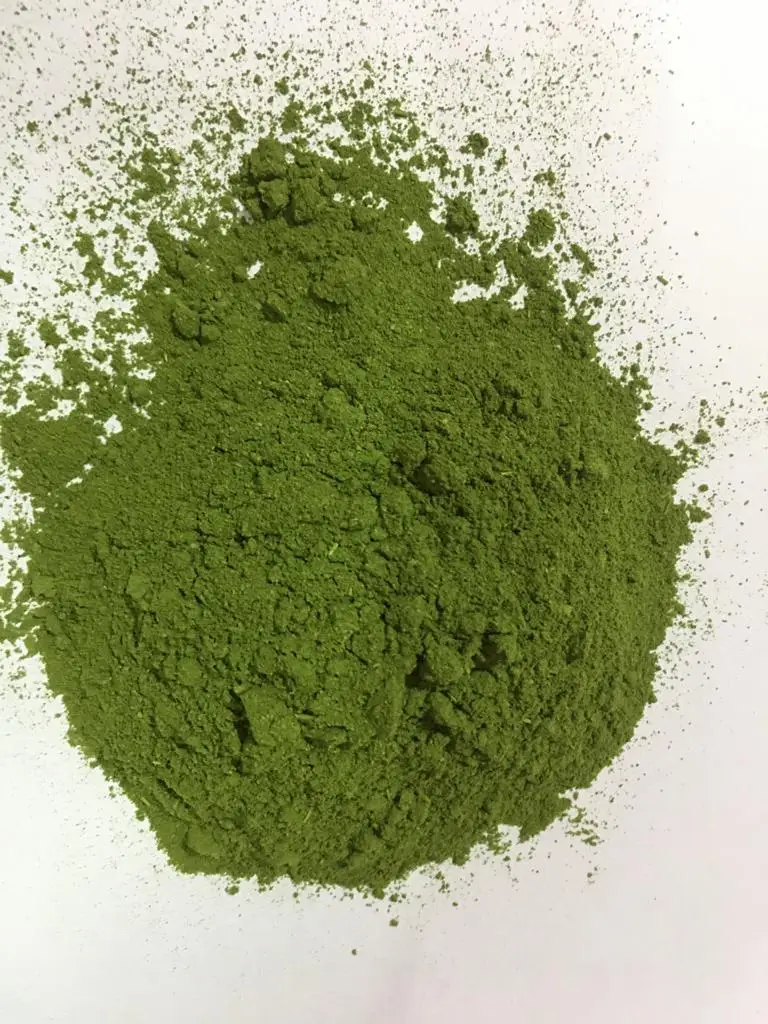 Moringa Leaves Powder for good health Factory Supply high quality drumstick leaves moringa powder