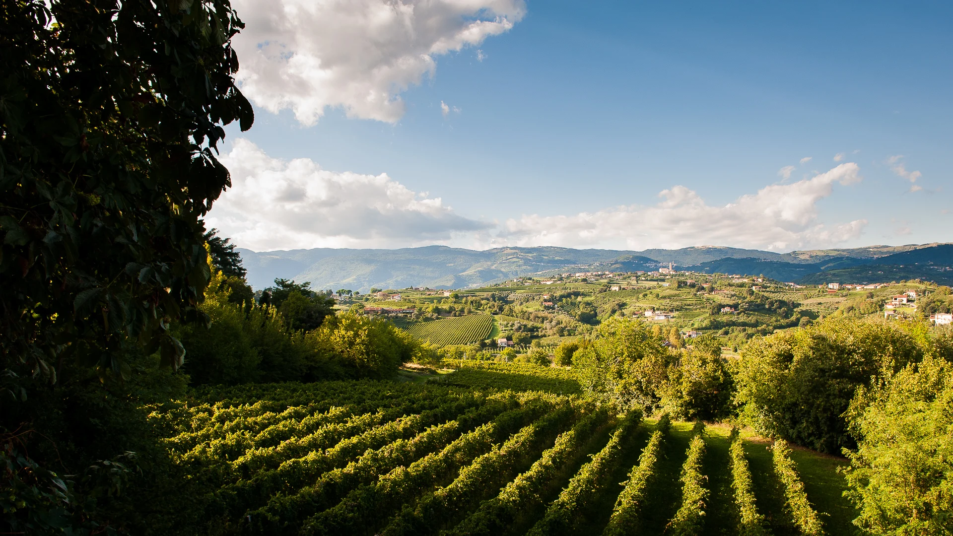 Italian  wine Pinot Noir 75 cl bottle intense taste full bodied  oak barrels Le Colline di San Giorgio Pinot Nero Doc