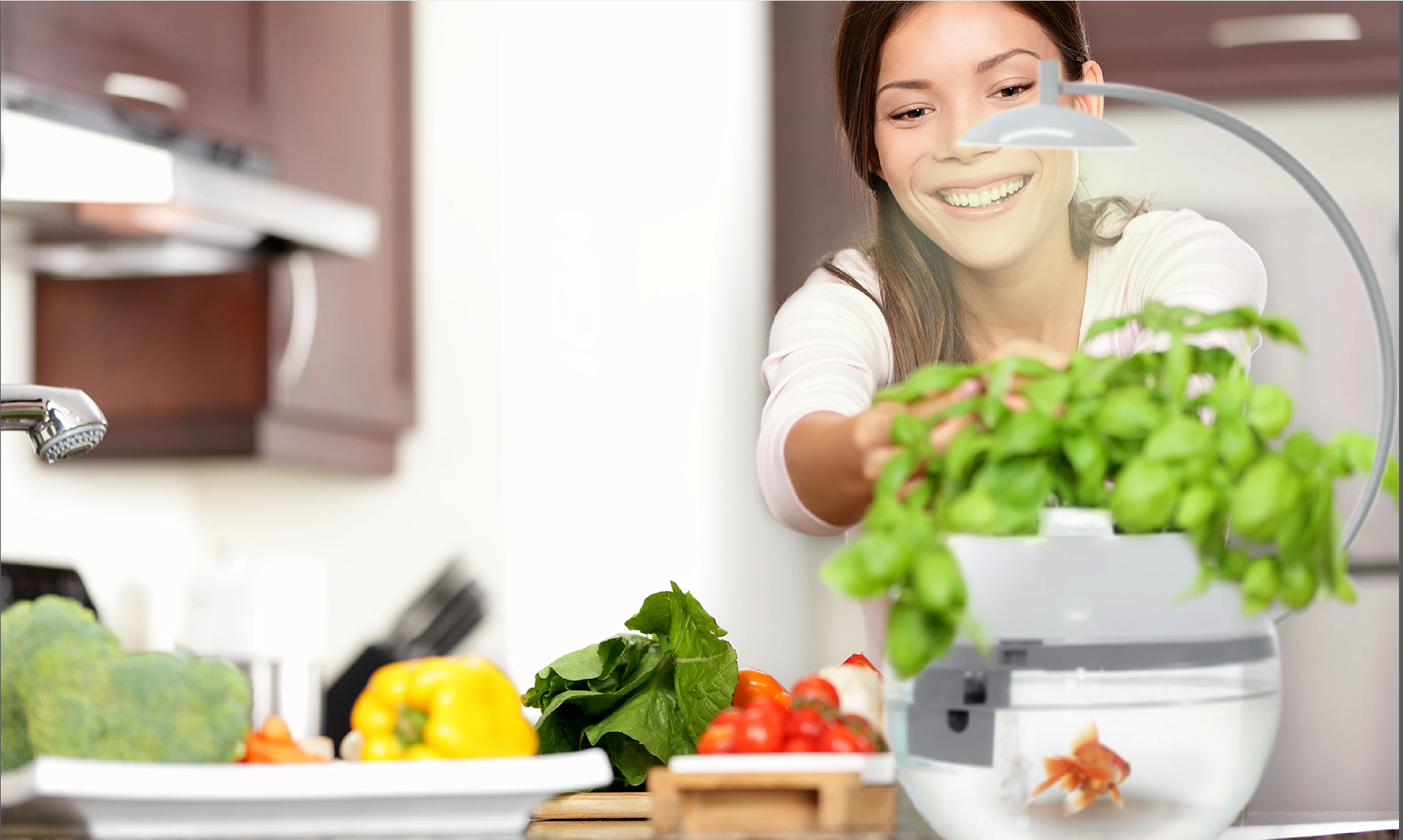 Herb & Fish X Connect Premium gift fish tank and herb symbiosis