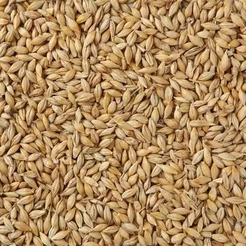 Feed  Barley3.jpg
