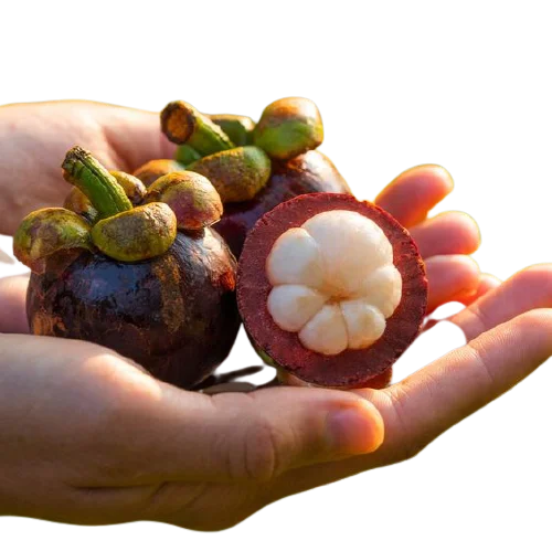 
Fruit Succulent Flavor Viet Nam / Mangosteen Fruit Agricultural Product (Julia +84 984 650 841) 