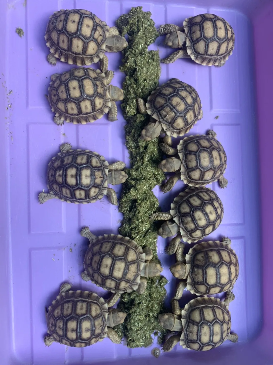 Пища для кормления или поливки на еде, для увеличения уровня диетического волокна для всех видов травяной промышленности