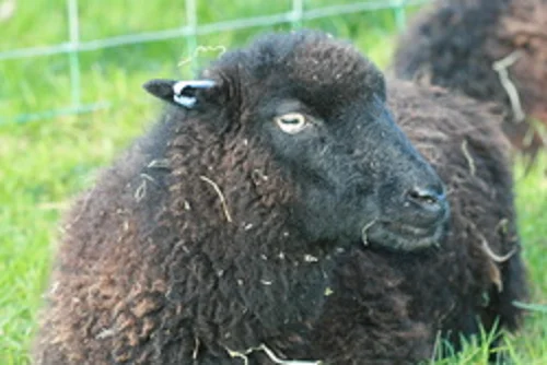 Ouessant sheep,cow,camel,sheep,goat,ox,bull