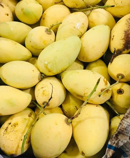 Supplying fresh mango from Vietnam with best price_Vikafoods (+84983028718)