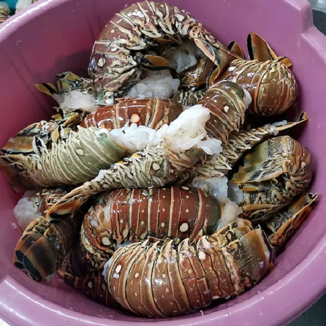 Живые Карибские блесны/морепродукты!
