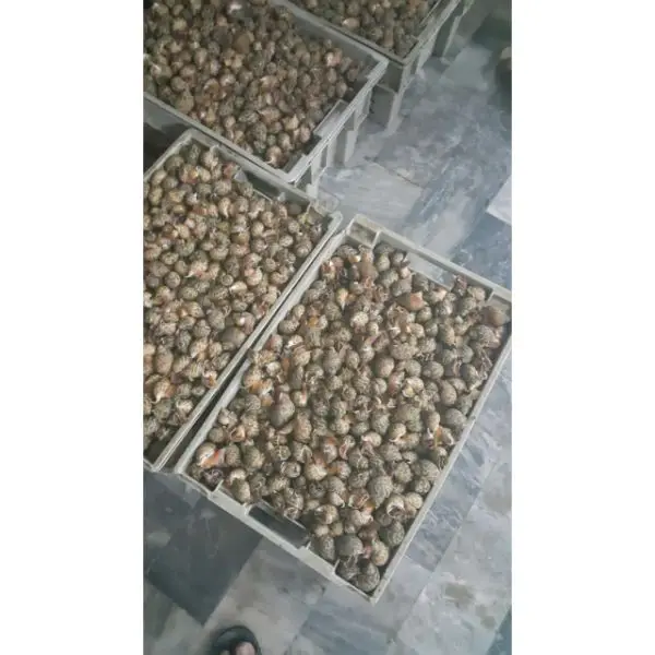 BQF Seafood Supplier/Top Shell/Baigai