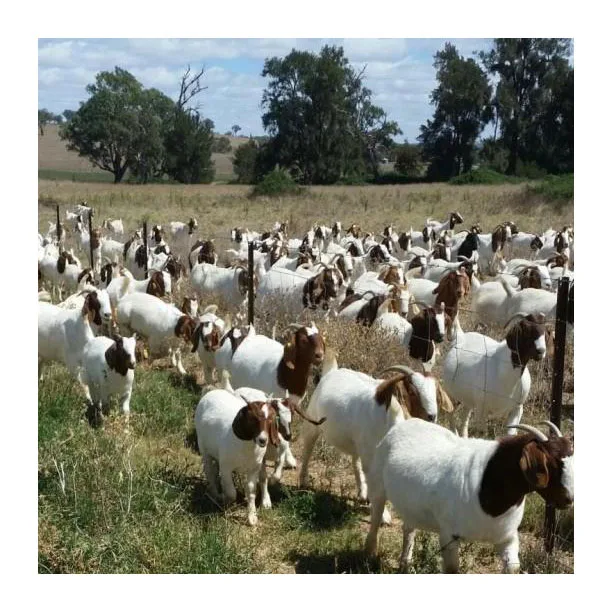 
Full Blood Live Boer Goats / 100% Pureblood Mature boar goat 