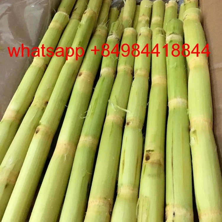 Frozen SUGARCANE FOR JUICE , contact  +84984418844  whatsapp
