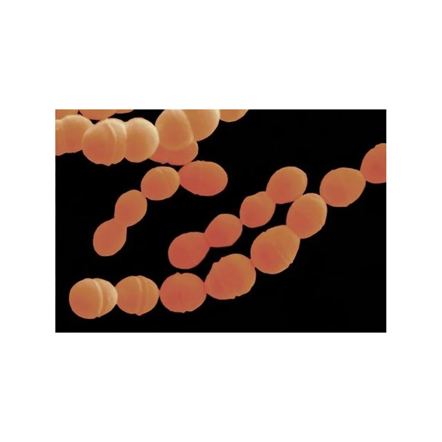 Streptococcus Thermophilus Высокое качество дополнение пищевые добавки производители Streptococcus Thermophilus-zealmax Biopharma