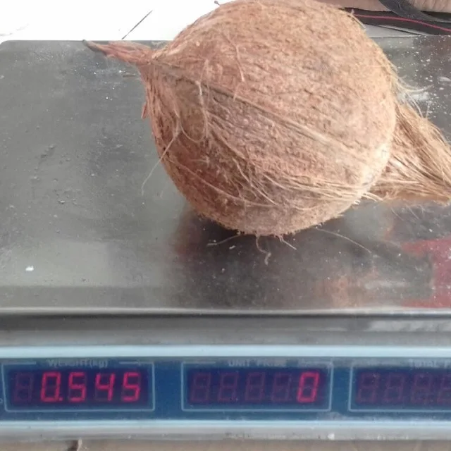 Выдержанный свежий полу очищены кокосы