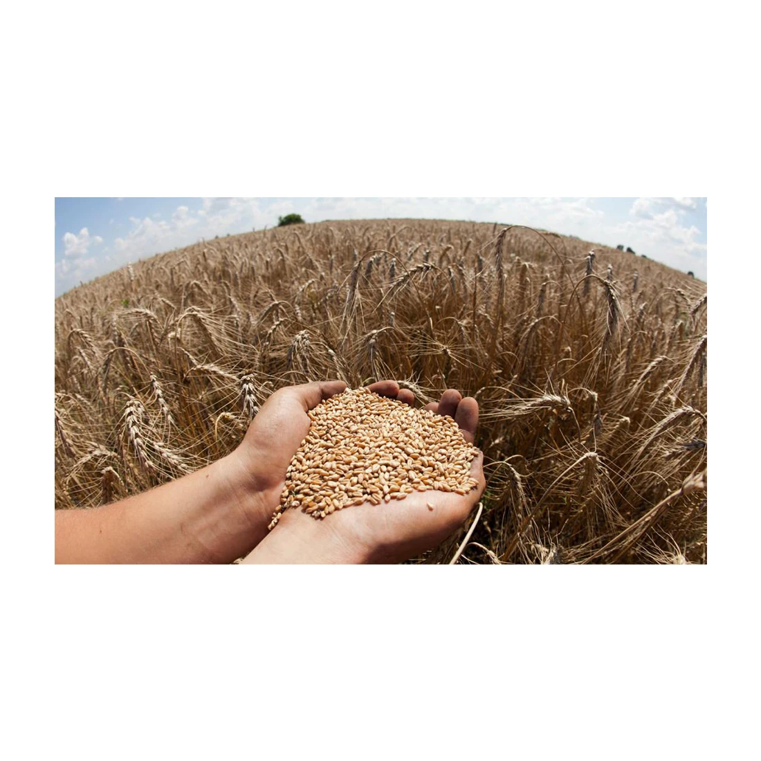 Triple-cleaned Wheat grains seeds Non-GMO  healthy food wholesale natural bulk organic non-GMO cereal grains