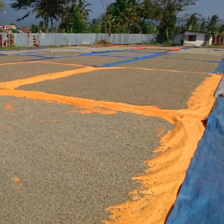 
Green Coffee Beans Robusta from Indonesia 