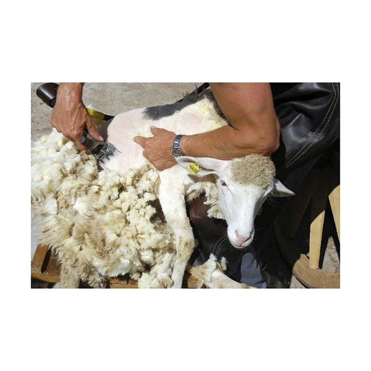 Quality greasy raw sheep wool in bulk, wool wholesale