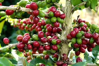 
2021 Premium Vietnam Ge Cafe Coffee Pure Instant Coffee 