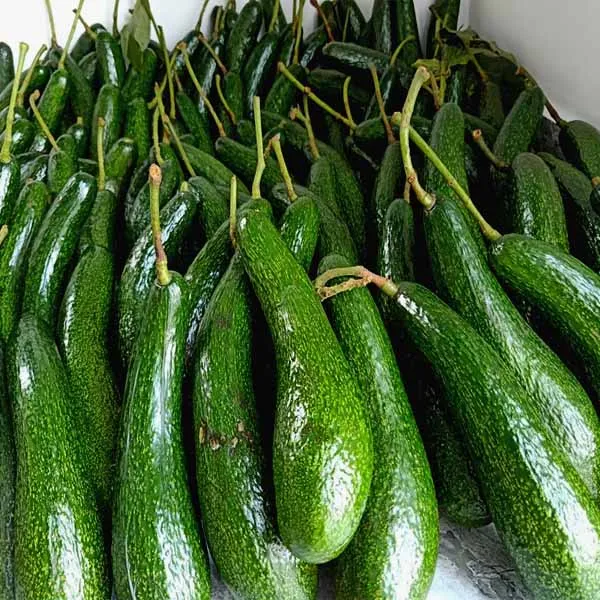 Long neck Avocado from Vietnam - Ms.KIO HUYNH +84 34 375 8904