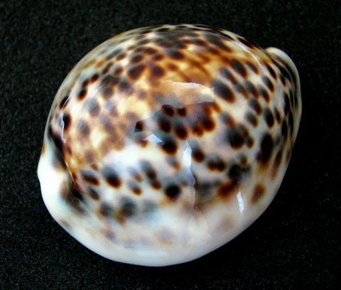 Ракушка белый цветок натуральный резной перламутр ракушка драгоценный камень