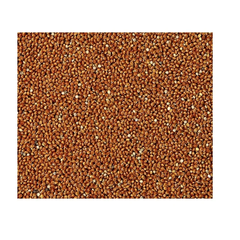 
Wholesale Non GMO Millet Organic Grain Red Millet 
