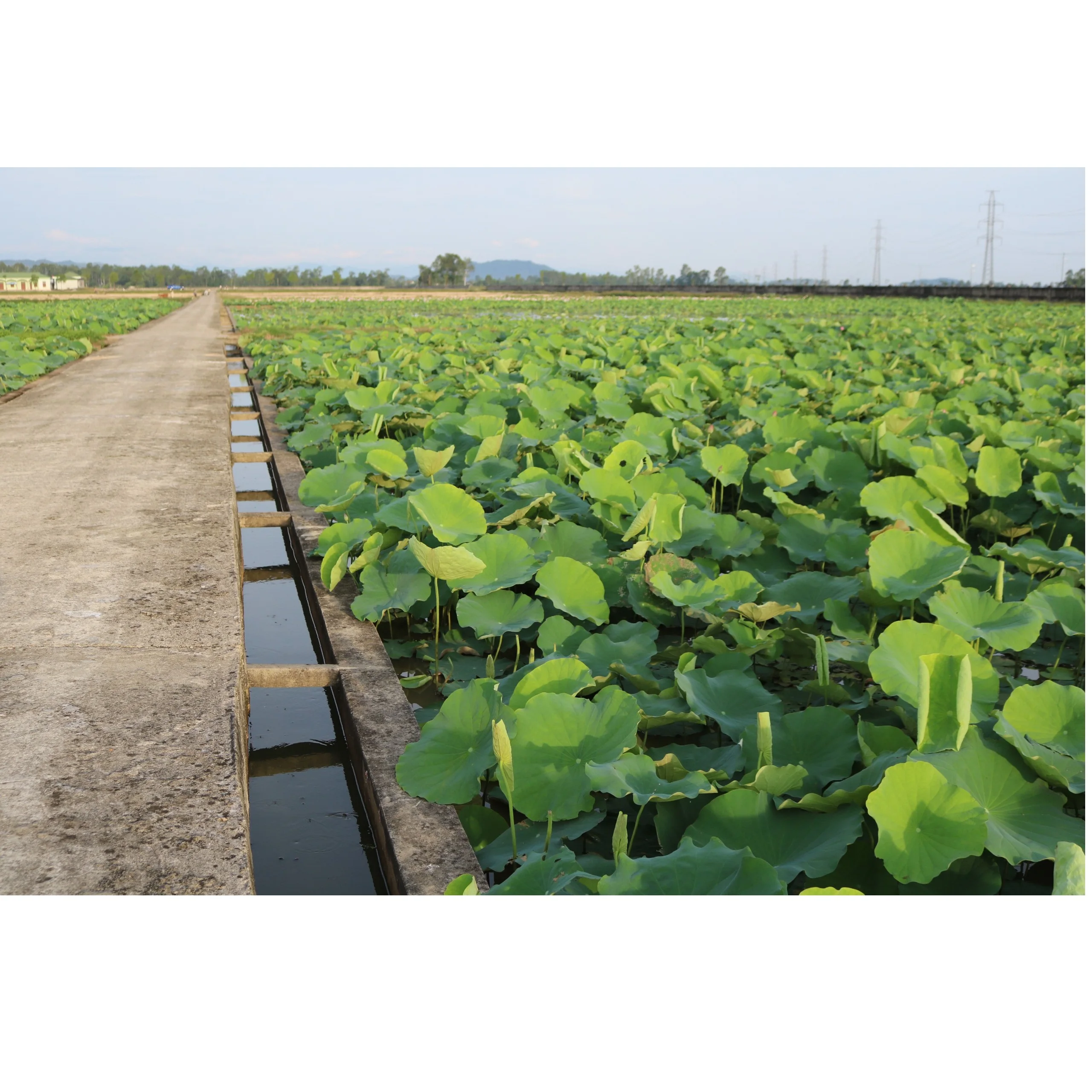 Natural Sweet Taste Mild Scent Pickled White Wine Snow Lotus Wine Good For Health With Glass Bottle Exported From Vietnam