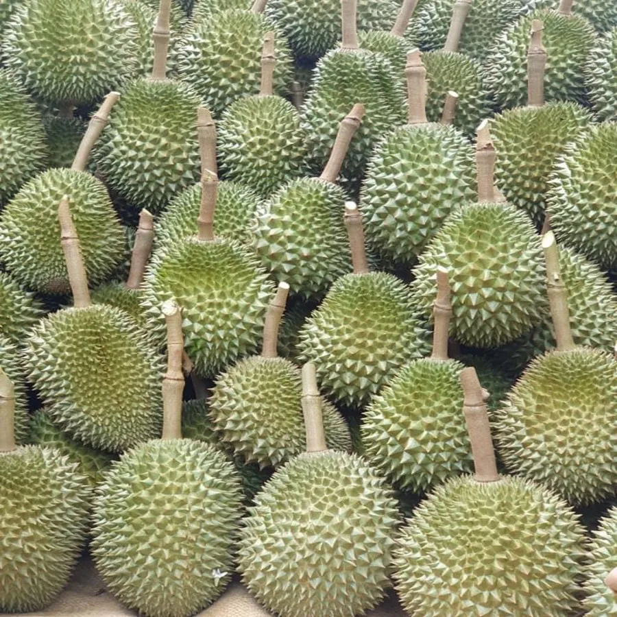 
Kan Yao from Thailand Durians Fresh Fruit with High Quality 