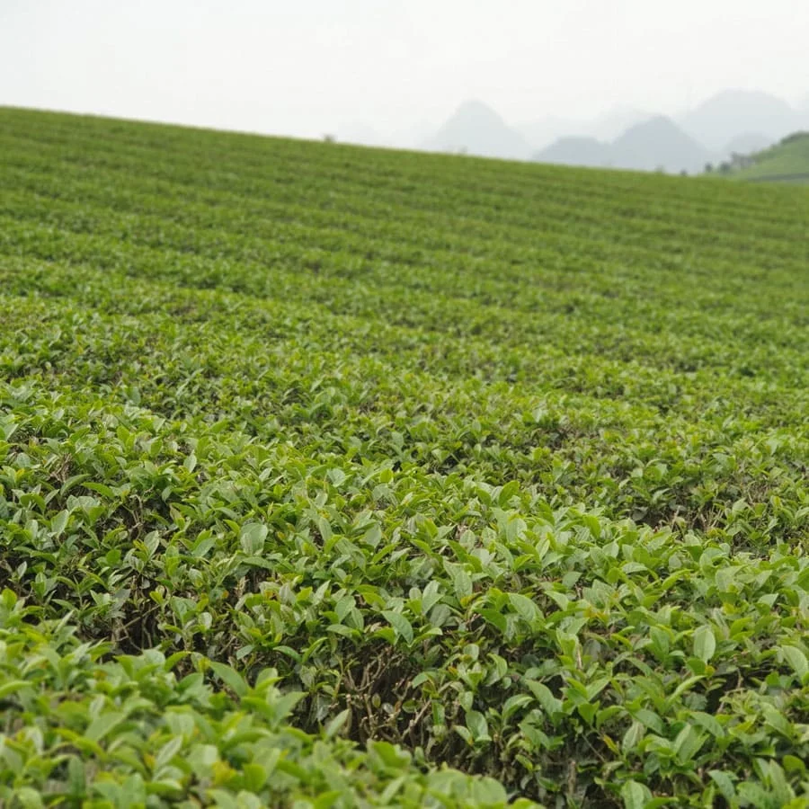 Чай Ким нхэм олун 2 кг лучший бренд Suong Mai производитель из Вьетнама лидер продаж хорошая цена низкий минимальный заказ рассыпчатый чай