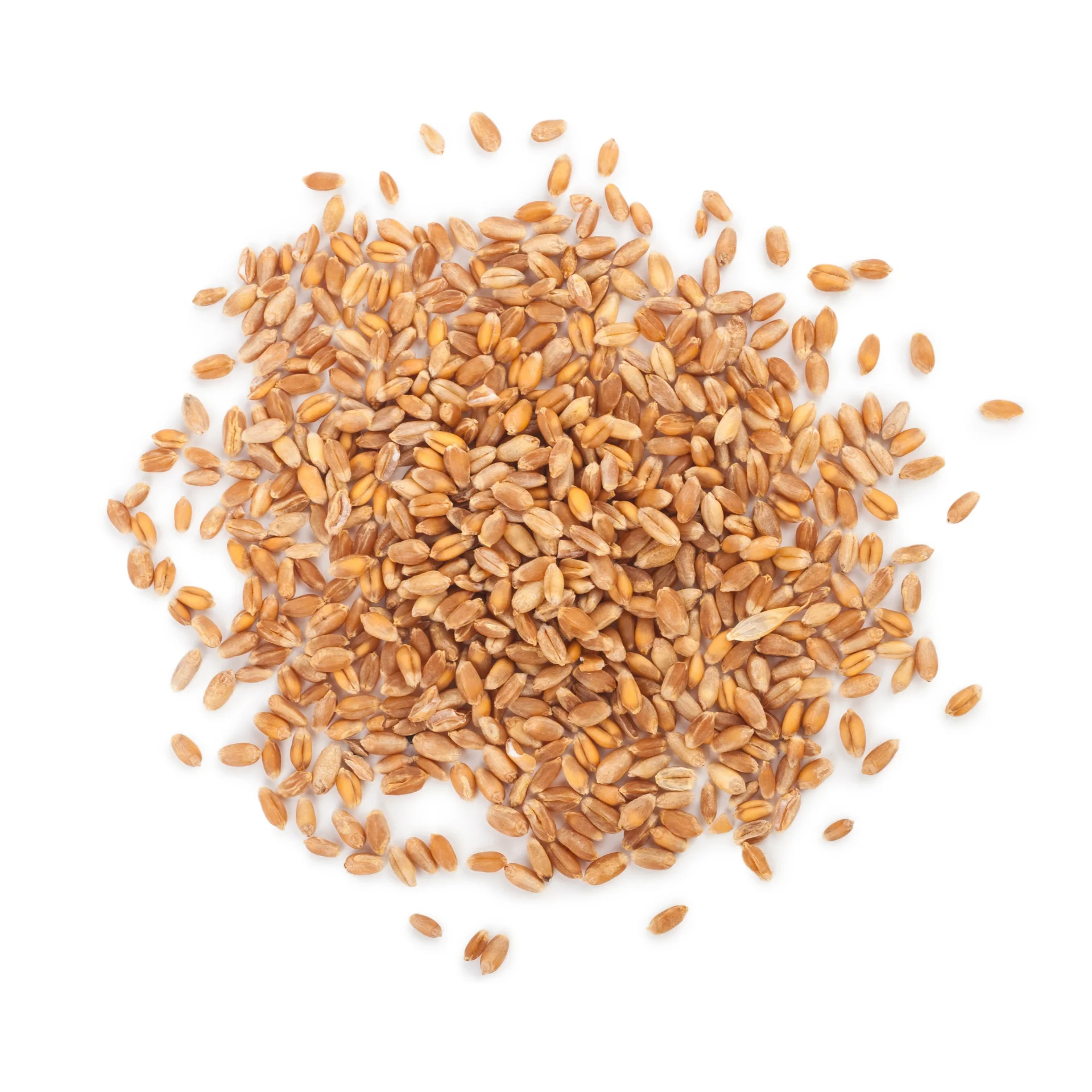 Wheat- High quality