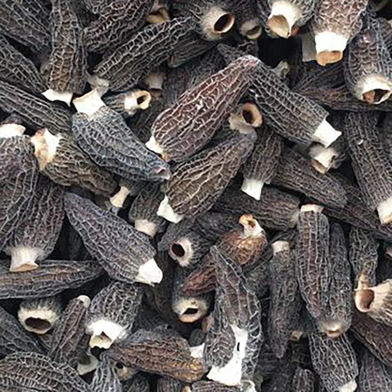 Best selling dried morchella mushroom morel
