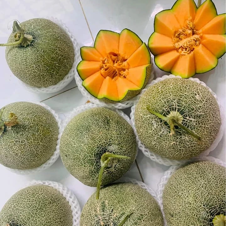 Juicy Melon Orange Flesh Cantaloupe Grown Up On Wind And Sun Farm Global Gap Certification From Vietnam