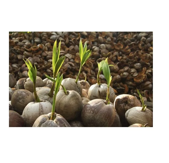  Лидер продаж во Вьетнаме высокое качество различные кокосовые рассады фруктов/зеленые сиамские кокосового дерева-мисс элаин