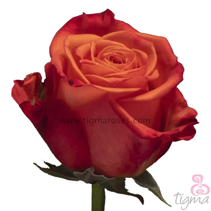 Ecuadorian rose ORANGE CRUSH fresh natural flower long stem cut rose for wholesale and wedding from Tigma