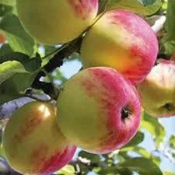 
Wholesale Grade A Fresh Apples/Polish Apples/2021 new fresh fruits red Fuji apples/ good taste 