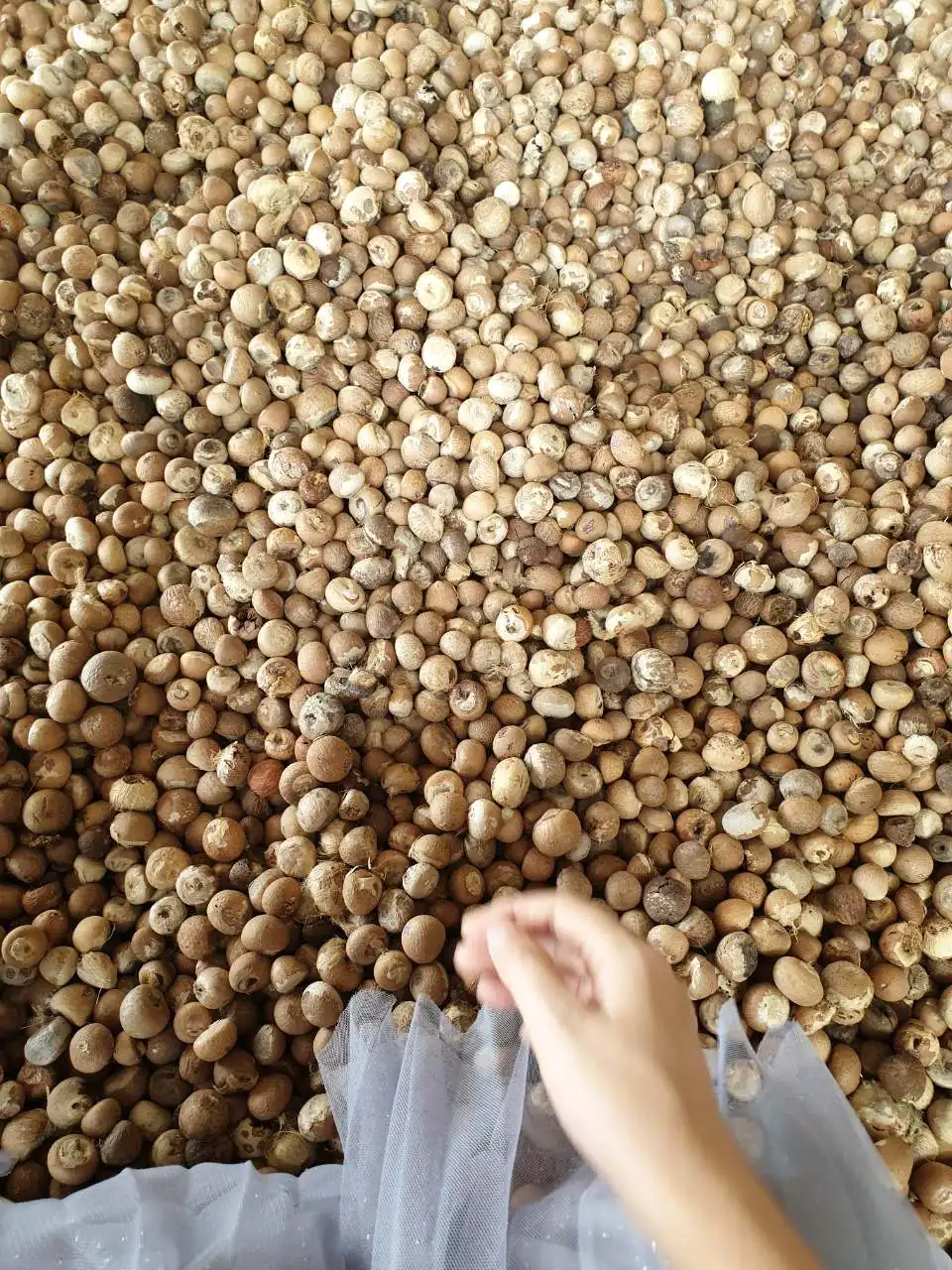  Вьетнамские Сушеные Орехи BETEL-Whatsapp + 84765149122