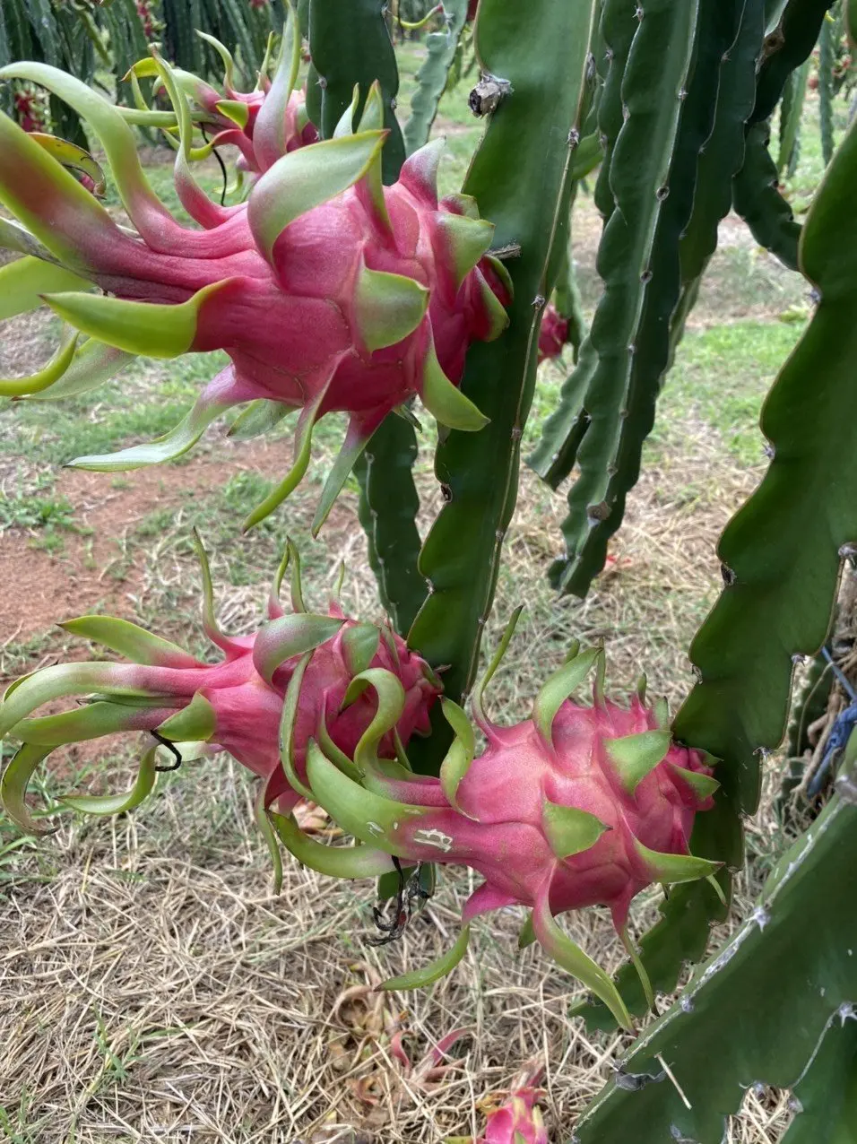 White Dragon Fruit from Vietnam/ Best price in the market