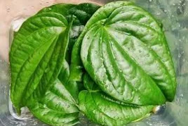 Свежие листья Betel из дерева 10 шт.
