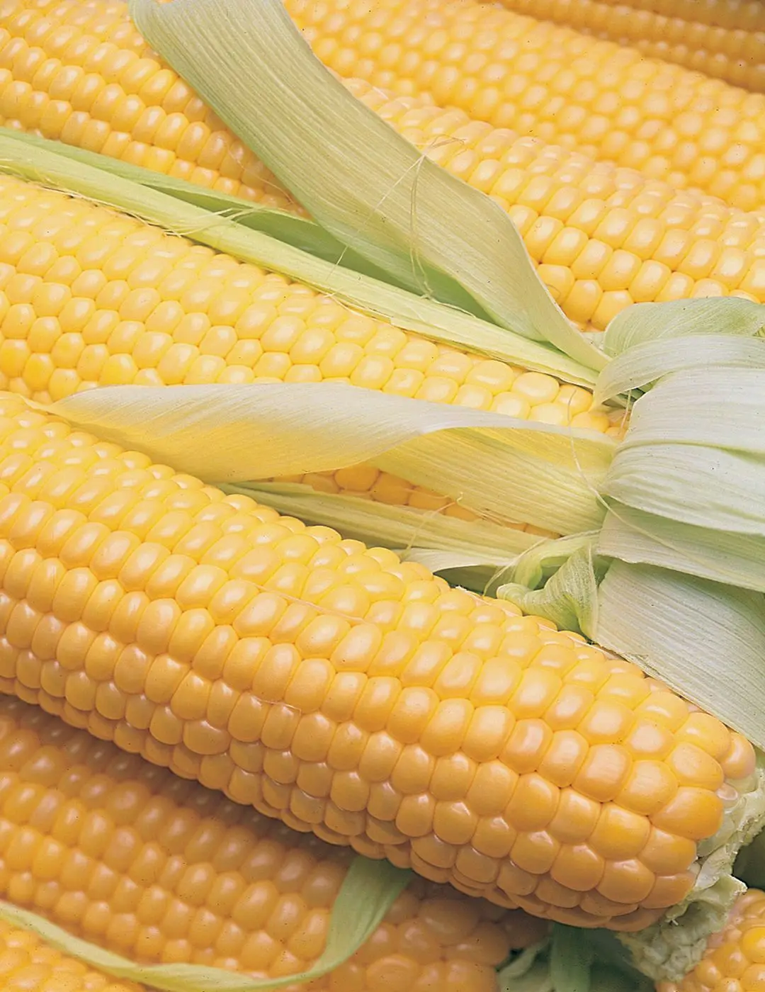 sweetcorn-terrific-6805.jpg