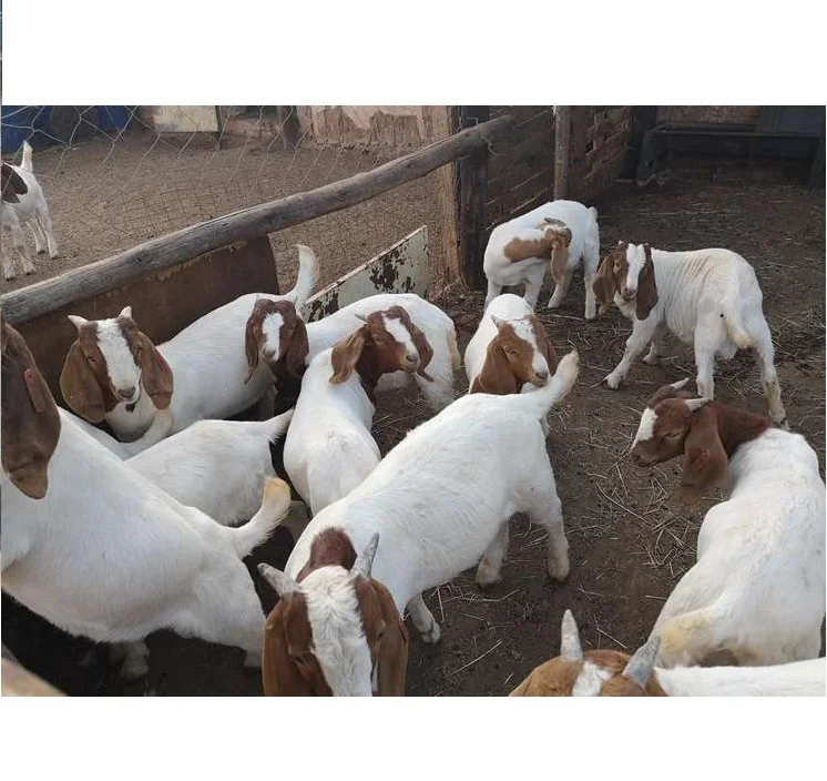Здоровые бурские козы/живые бурские козы на продажу