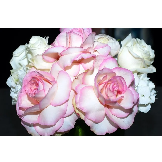Real Rose Roses Lake Green Rose flower Red Champagne Pink Red Purple Wholesale Factory Price for wedding fresh