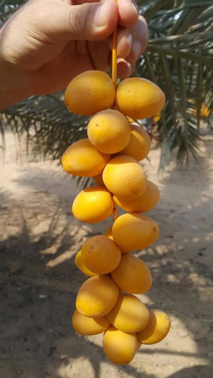 High Quality Fresh Egyptian Barhi Dates for Export