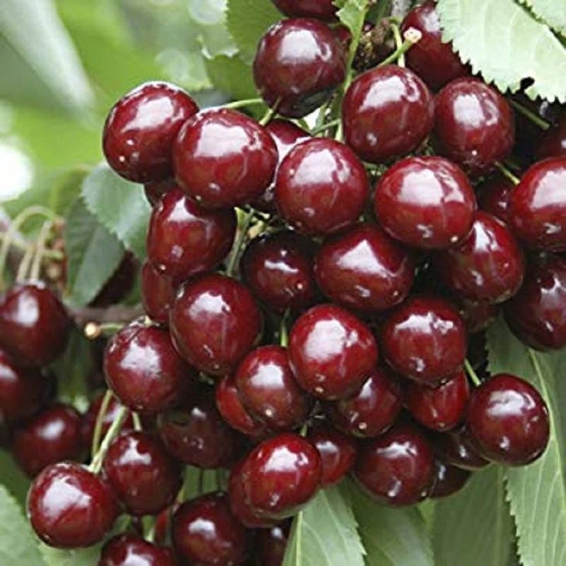  Свежие Вишни греческие вишни на экспорт сладкая